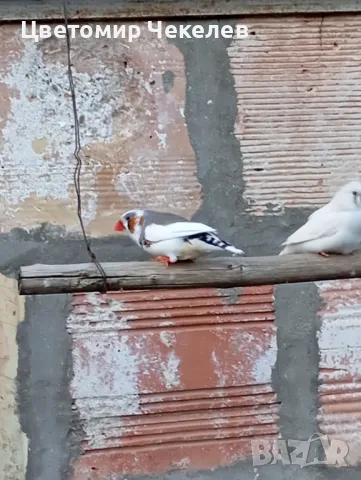 Зеброви амадини(финки), снимка 4 - Амадини - 36593321