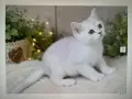 Британска късокосместа , снимка 1