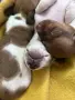 Дакел пиебалд piebald dachshund , снимка 3
