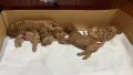 Женски той пудели, снимка 9