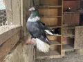Търговищки гълъби, снимка 5