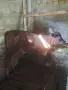 продавам крава и теле, снимка 5