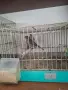 Продавам канарчета, снимка 3