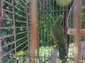 Продава червенокрил папагал, снимка 3