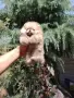 Мъжки мини Померан. , снимка 2