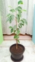 бял Бенджамин, Бегония , Хлорофитум , снимка 10