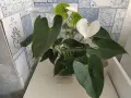 голям бял антуриум, снимка 1