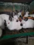 Продавам зайци , снимка 3