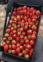 Предлагам разсад ягоди “АЛБА”, снимка 1 - Разсади - 44414491