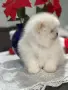 Малки и сладки ПОМЕРАНИ, снимка 1