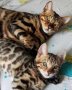Бенгалски котета, снимка 1 - Бенгалски - 42409554