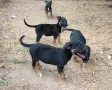 Кученца Безплатно Бебенца, снимка 4