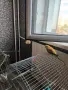 Поен папагал мъжки , снимка 14