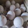 Яйца от гъски-лебедови., снимка 1