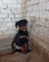 Продавам Ротвайлери, снимка 3