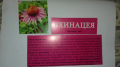 ехинацея лечебна , снимка 3