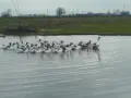Гъски Толузки и Померански , снимка 2