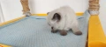 Шотландски котета, снимка 3