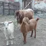 Продавам   пръч, снимка 1