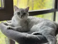 Породист британец-сребърно таби си търси приятелка за разплод, снимка 3
