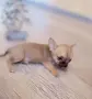 Мини чихуахуа момиче , снимка 2
