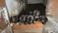 Кавказка овчарка бебе, снимка 6