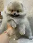 Мини померан момченца и момиченца, снимка 1