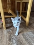 Подарявам котенце., снимка 8