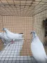 Продавам Гълъби, различни видове, снимка 3
