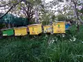 Полифлорен мед букет от семейния пчелин, снимка 1