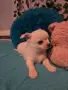 Чихуахуа момчета, снимка 5