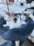Подарявам малки котенца, снимка 1