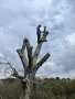 Рязане на опасни дървета в половин България  / Арборист / Arborist, снимка 7