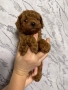 Продавам пудел той , снимка 4