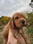 Куче кокер шпаньол, снимка 9