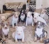 American Bully XL, снимка 1