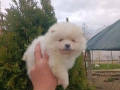 Померан / Померани , снимка 9