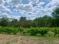 Продавам къща в село Дъбравино, Варненско, с просторен двор – 3 декара, снимка 14