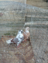 Николаевски гълъби 5 двойки , снимка 9
