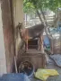 Продавам англонубийски ярета, снимка 1