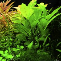 Торове за аквариумни растения, снимка 8 - Други - 40176371