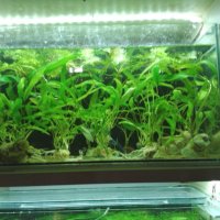 Растения за аквариум, снимка 2 - Оборудване за аквариуми - 30899041