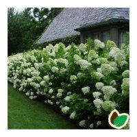 Хортензия паникулата Лаймлайт, Hydrangea Limelight за супер слънце, снимка 4 - Градински цветя и растения - 42527662