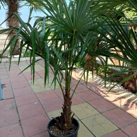 трахикарпус студоустойчиви палми, снимка 6 - Градински цветя и растения - 43204232