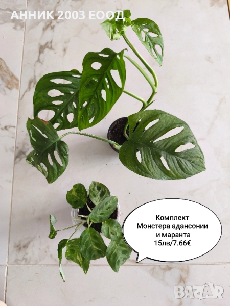 Монстера,филодендрон и други, снимка 1