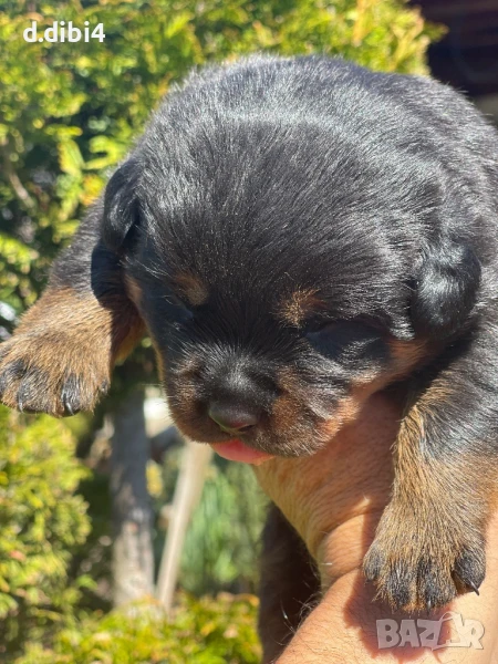 Ротвайлери , снимка 1