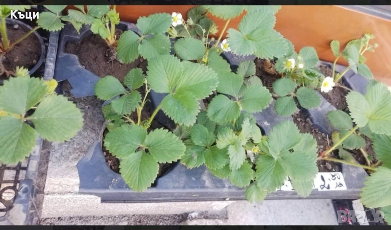 В саксия ягоди ,само корен 1лев., снимка 1