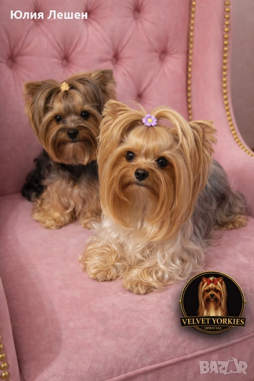 Продавам йоркширски териери, снимка 1