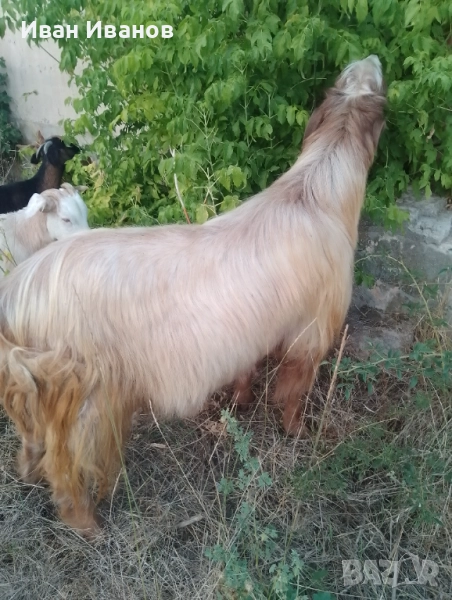 Продавам кози дойни , ярета и двугодишен козел, снимка 1