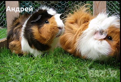 Морски свинчета , снимка 1